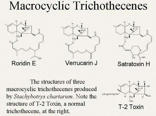 Macrocyclic trichothecenes are produced by Stachybotrys chartarum