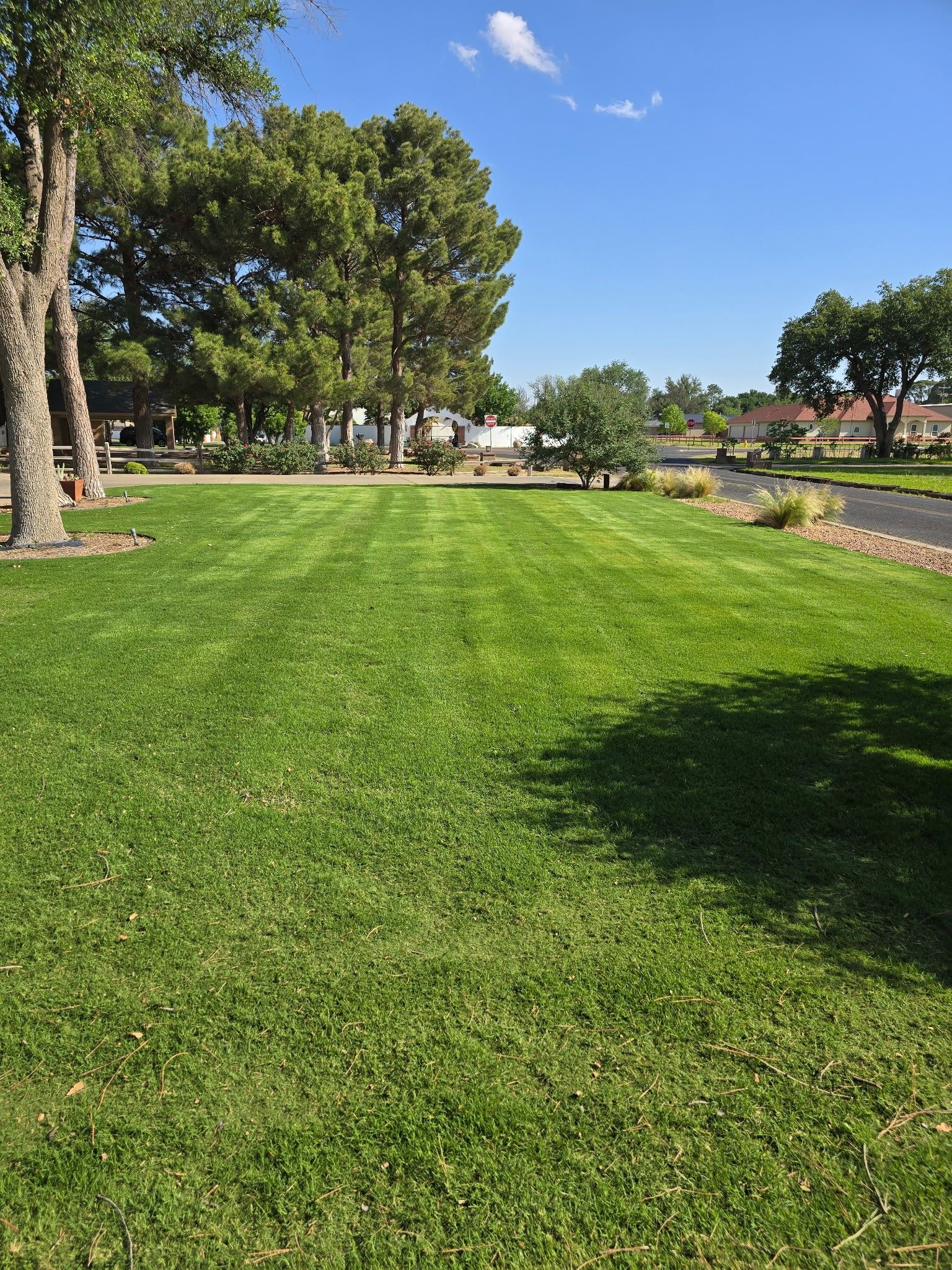 A lush green lawn with trees in the background on a sunny day.