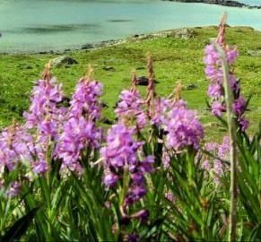 lilacs in a field 