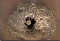 a drain pipe clogged with roots being cleaning out