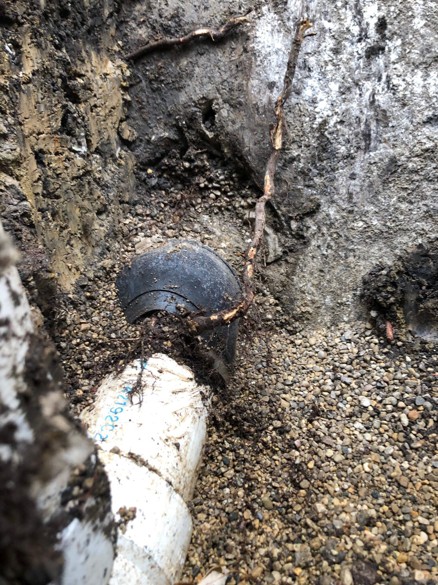 roots growing into sewer pipe