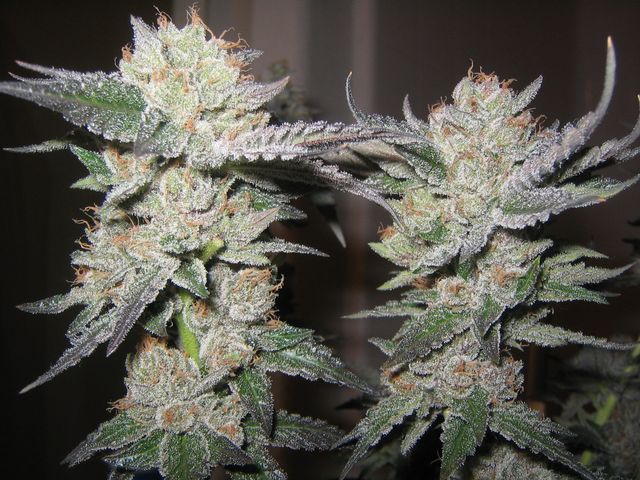 Buuba Kush