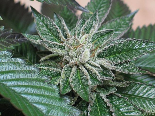 Bubba Kush