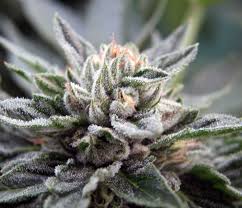 Bubba Kush