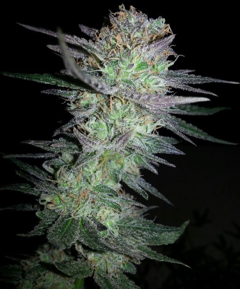 Marijuana Strain