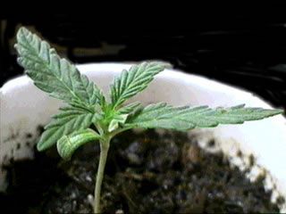 cannabis growing