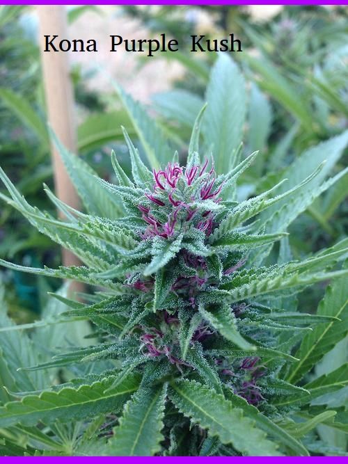 Kona Kush Ganja