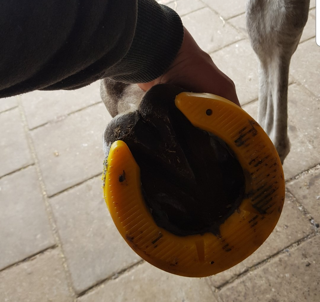 plakschoenen paard Westbroek
