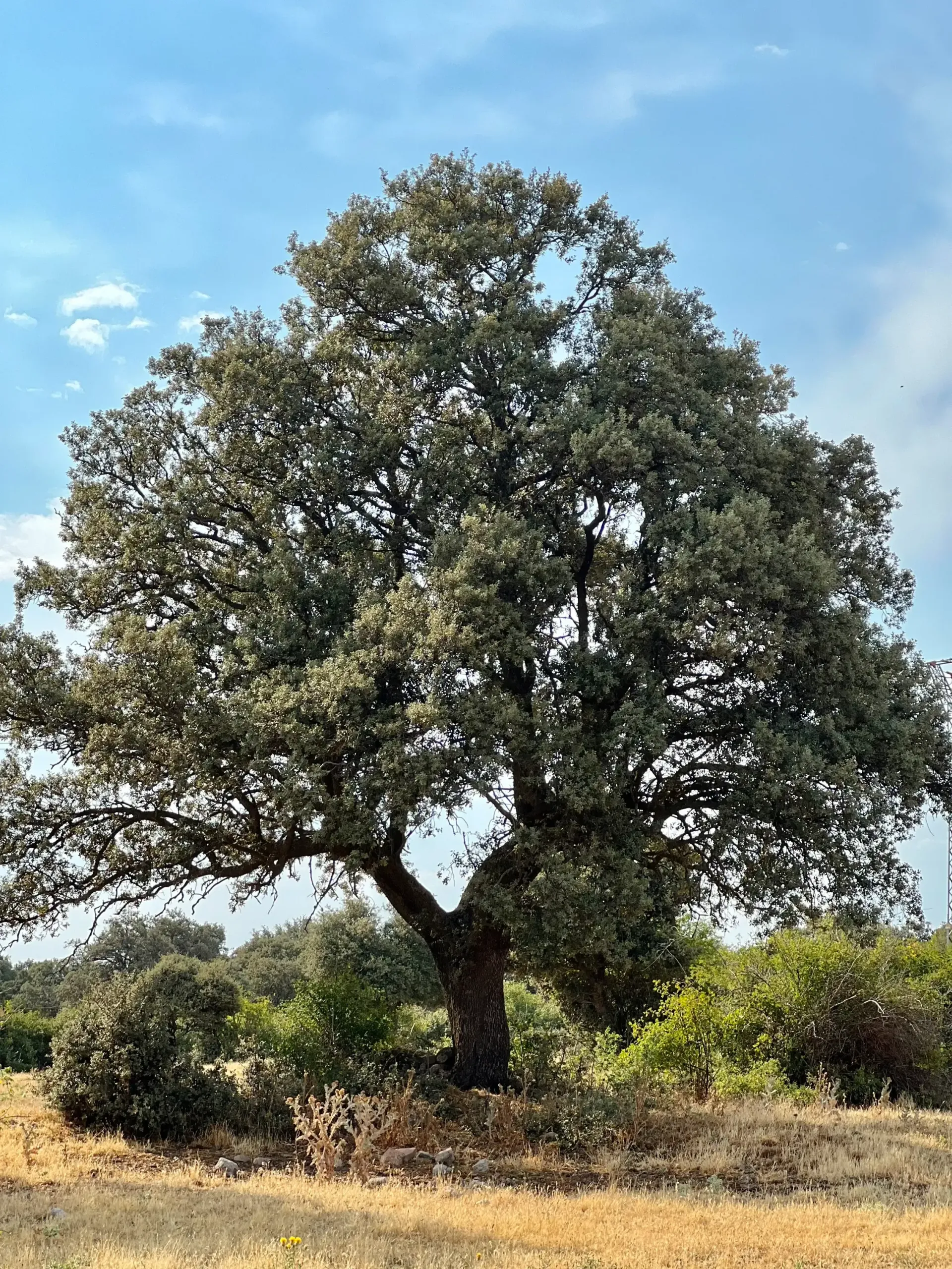 Gran árbol frondoso en un campo seco bajo un cielo azul.