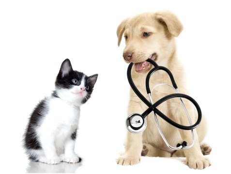 Pet vaccinations for cat and dog
