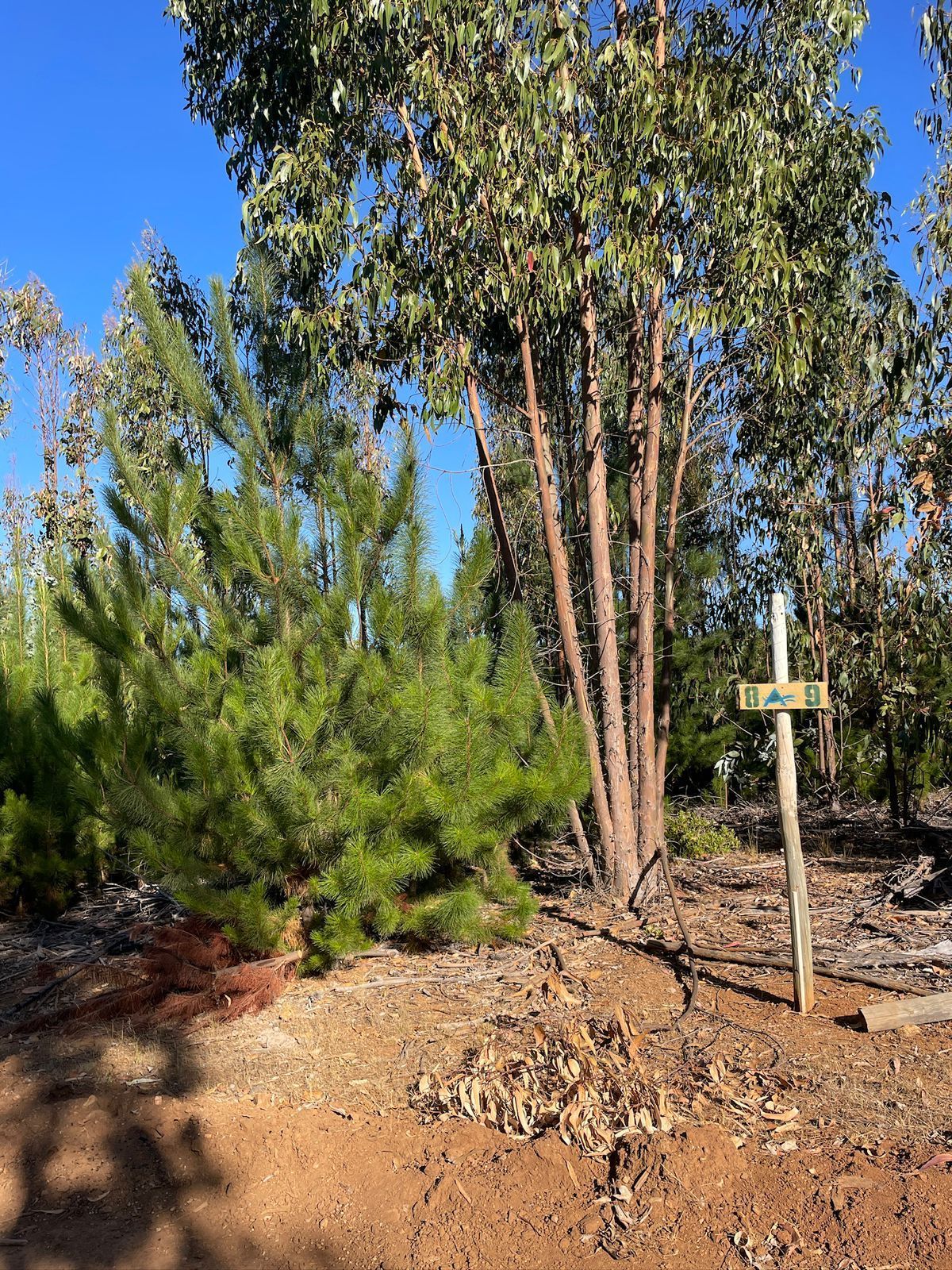 La Foresta de Lo Gallardo