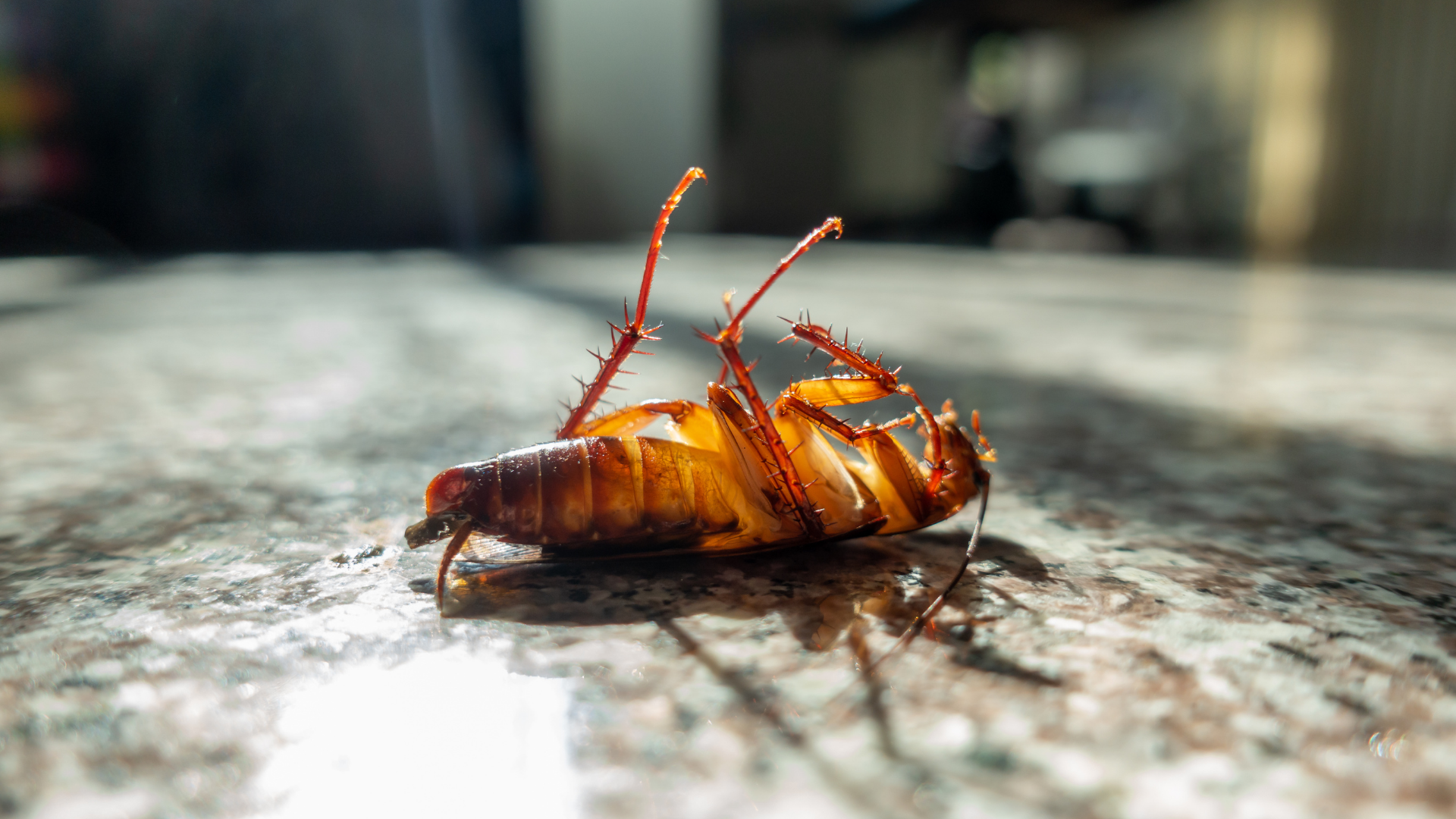 Professional Termite Treatment Services Burleigh Waters