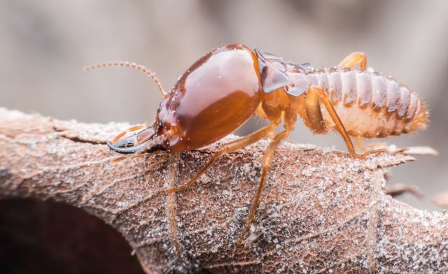 Affordable Termite Inspection Pest Control The Pest Specialist