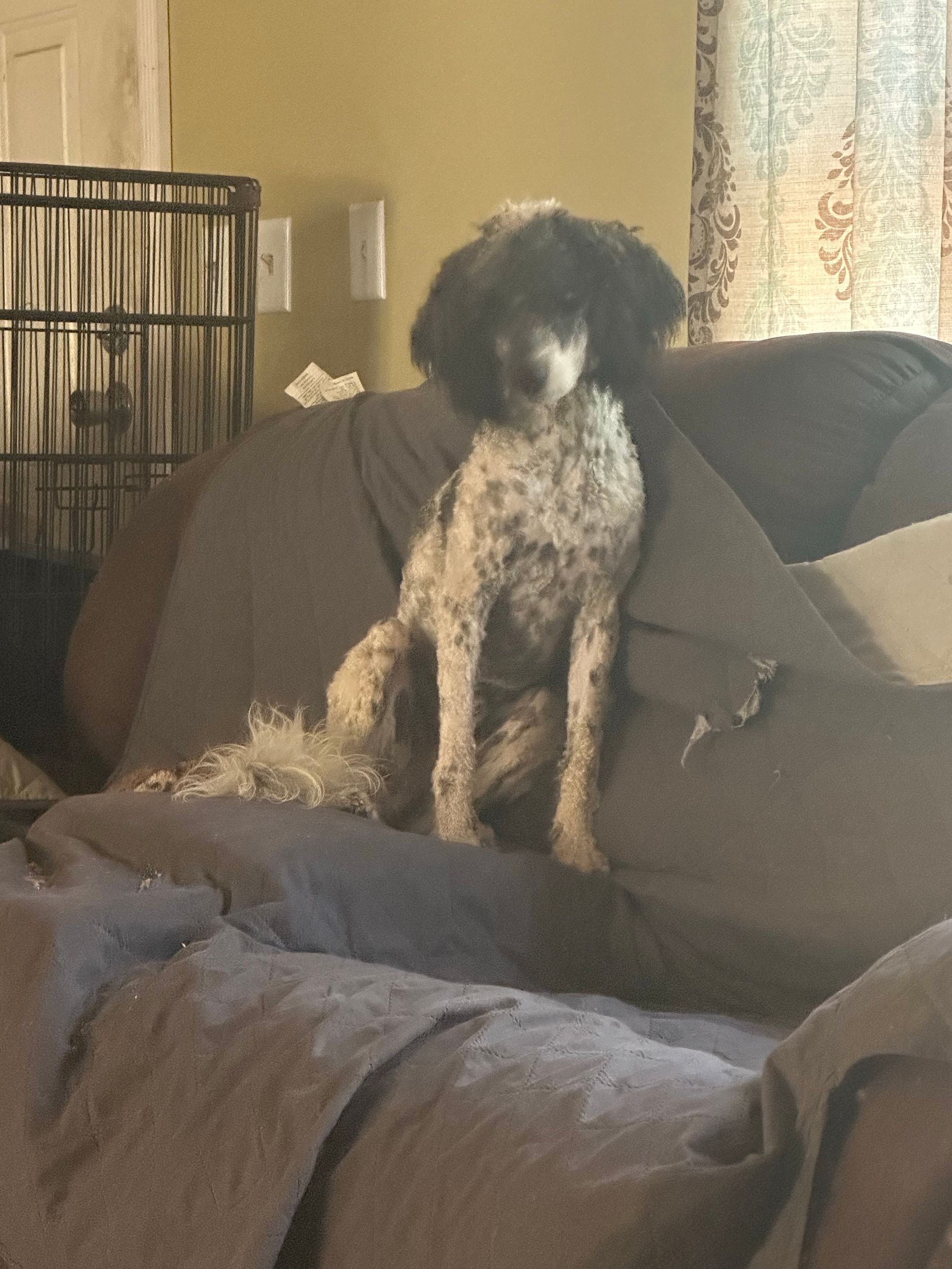 Cabana is a AKC reg Moyen poodle. He is a sweet loving boy, that loves to go everywhere with m