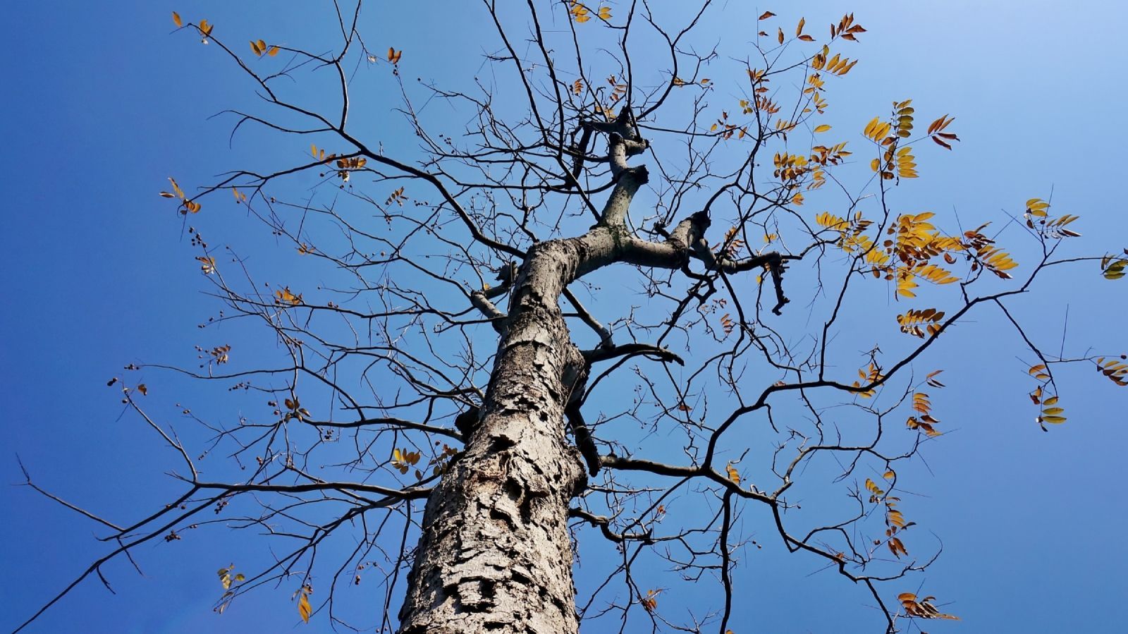 Tree with bare, brown branches reaching towards a bright blue sky, some yellow leaves still clinging.