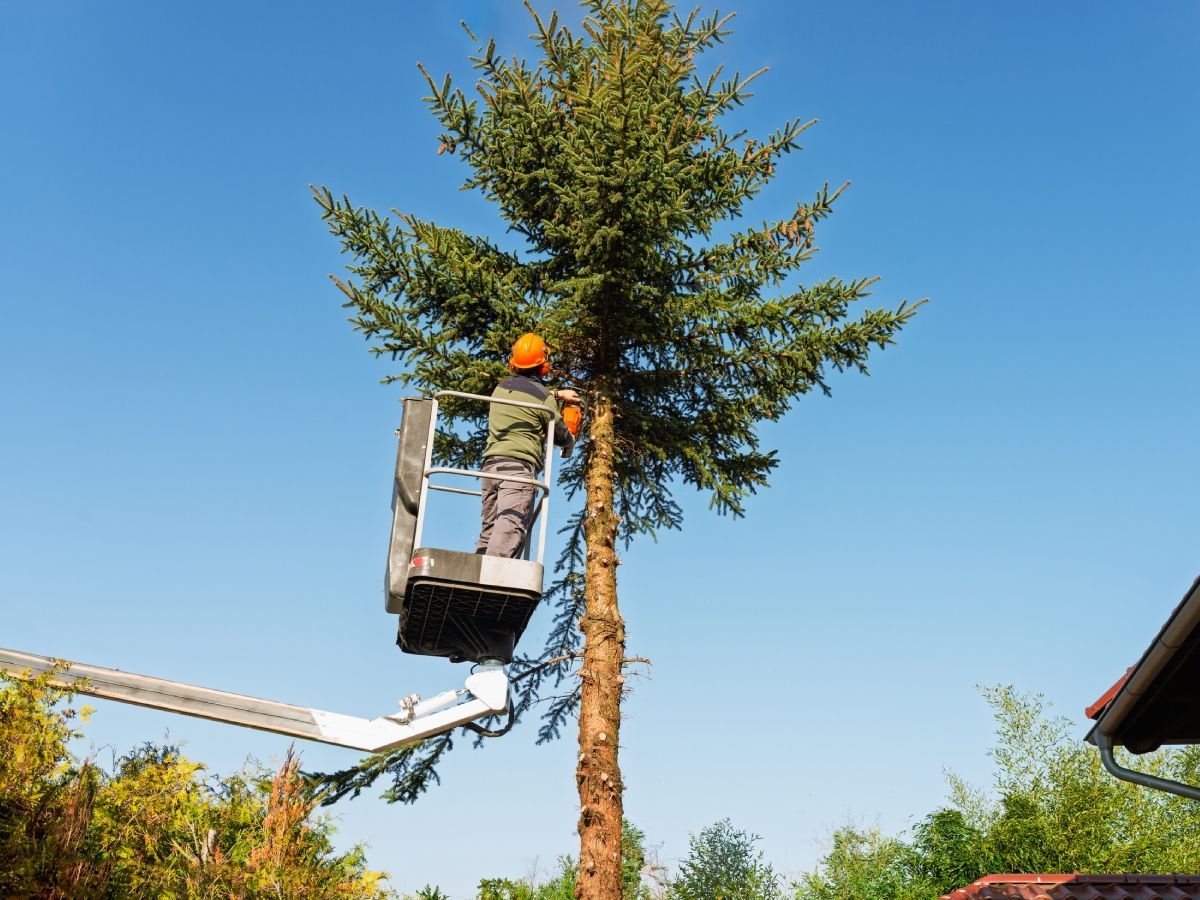 Man in bucket truck trimming a tall pine tree against a blue sky.