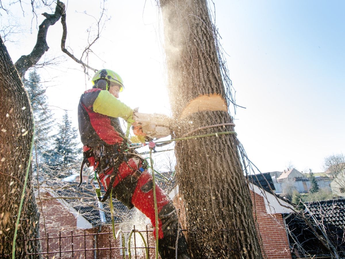 Arborist using chainsaw to cut a tree trunk, secured by rope and wearing safety gear; bright sunlight.