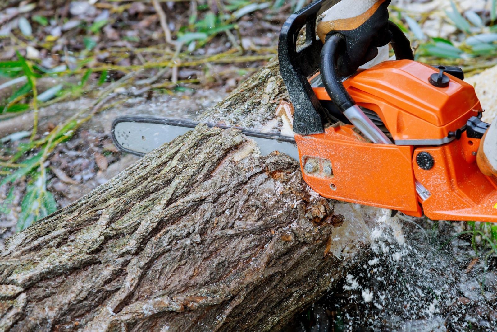 Orange chainsaw cutting through a tree trunk, generating sawdust.