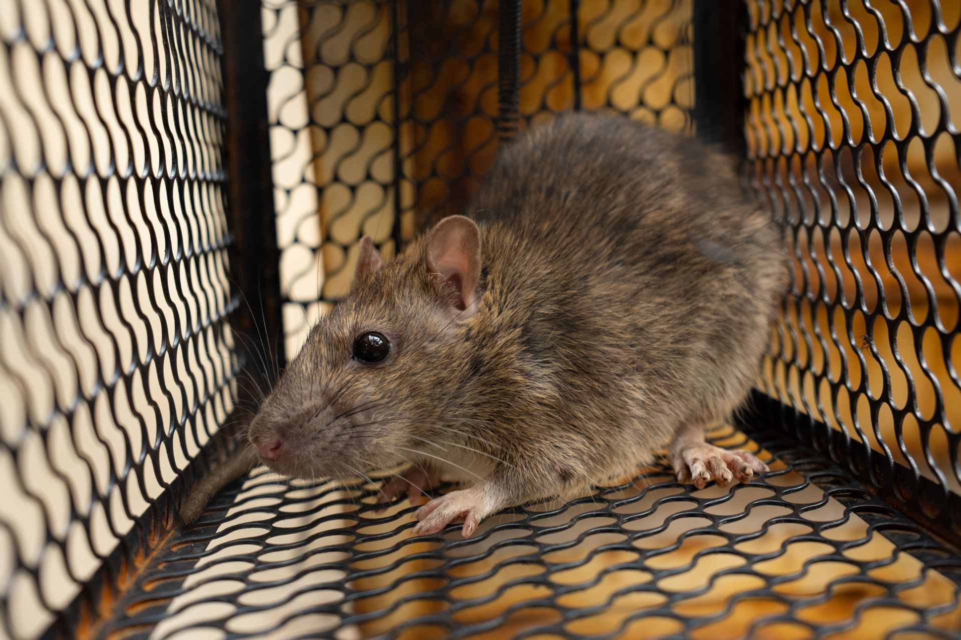 A brown rat sits inside a small wire-mesh cage trap.
