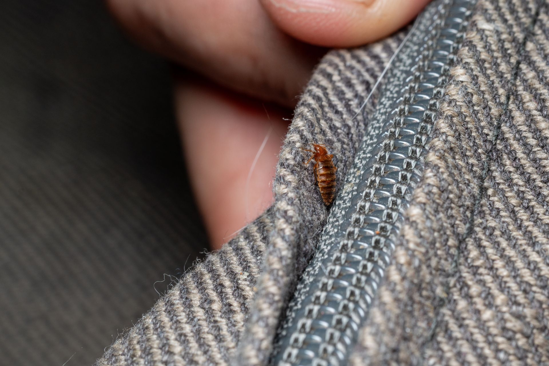 A small, brown, segmented insect crawling on the textured gray fabric of a zippered garment held by a person's fingers. A small, brown, segmented insect crawling on the textured gray fabric of a zippered garment held by a person's fingers.