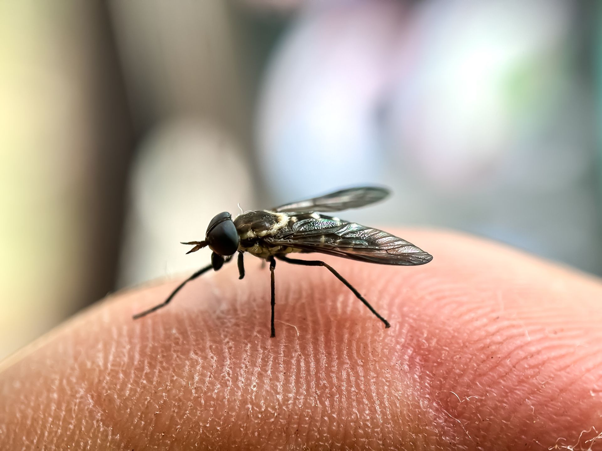 A close-up of a small, patterned fly with dark eyes perched on a person's fingertip.
