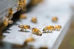 Honeybees crawling on the white landing board of a wooden beehive.