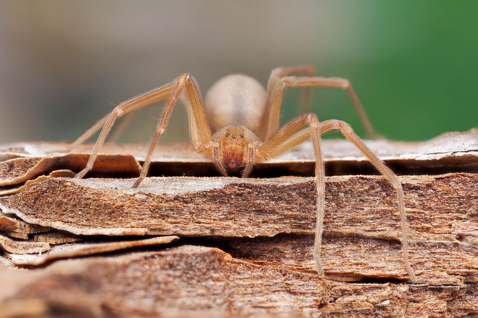 A light brown spider with long, thin legs resting on a piece of rough, textured bark.