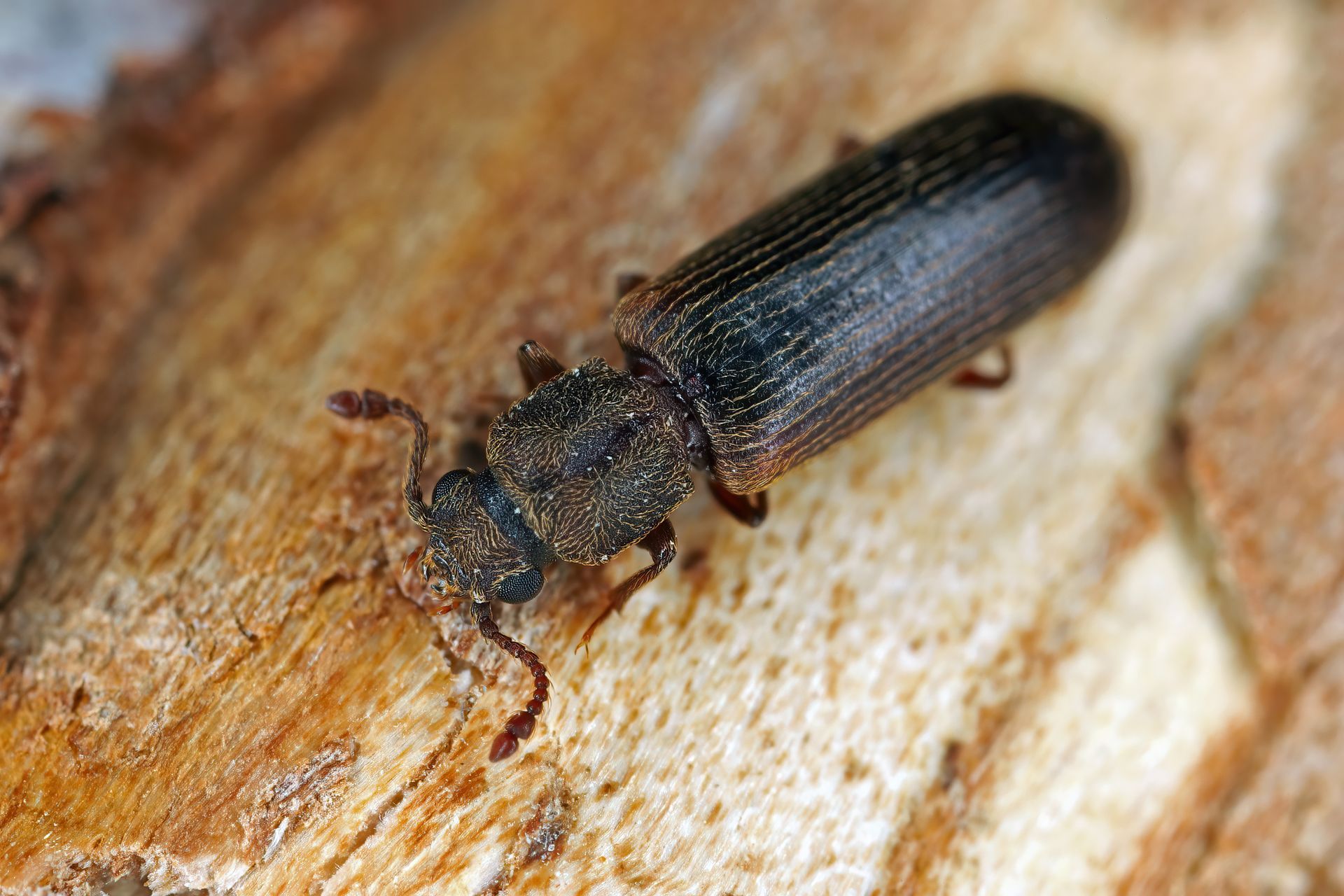 A dark brown, cylindrical bark beetle with textured wing covers crawling on a rough, light-colored wooden surface. A dark brown, cylindrical bark beetle with textured wing covers crawling on a rough, light-colored wooden surface.