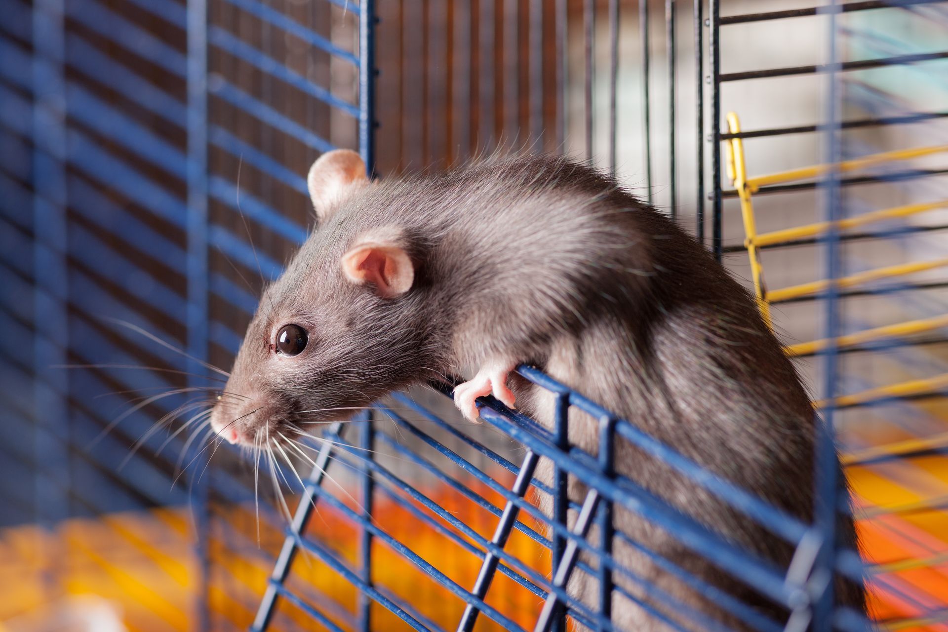 A grey rat peers over the side of a blue wire cage, holding onto the bars with one small paw.