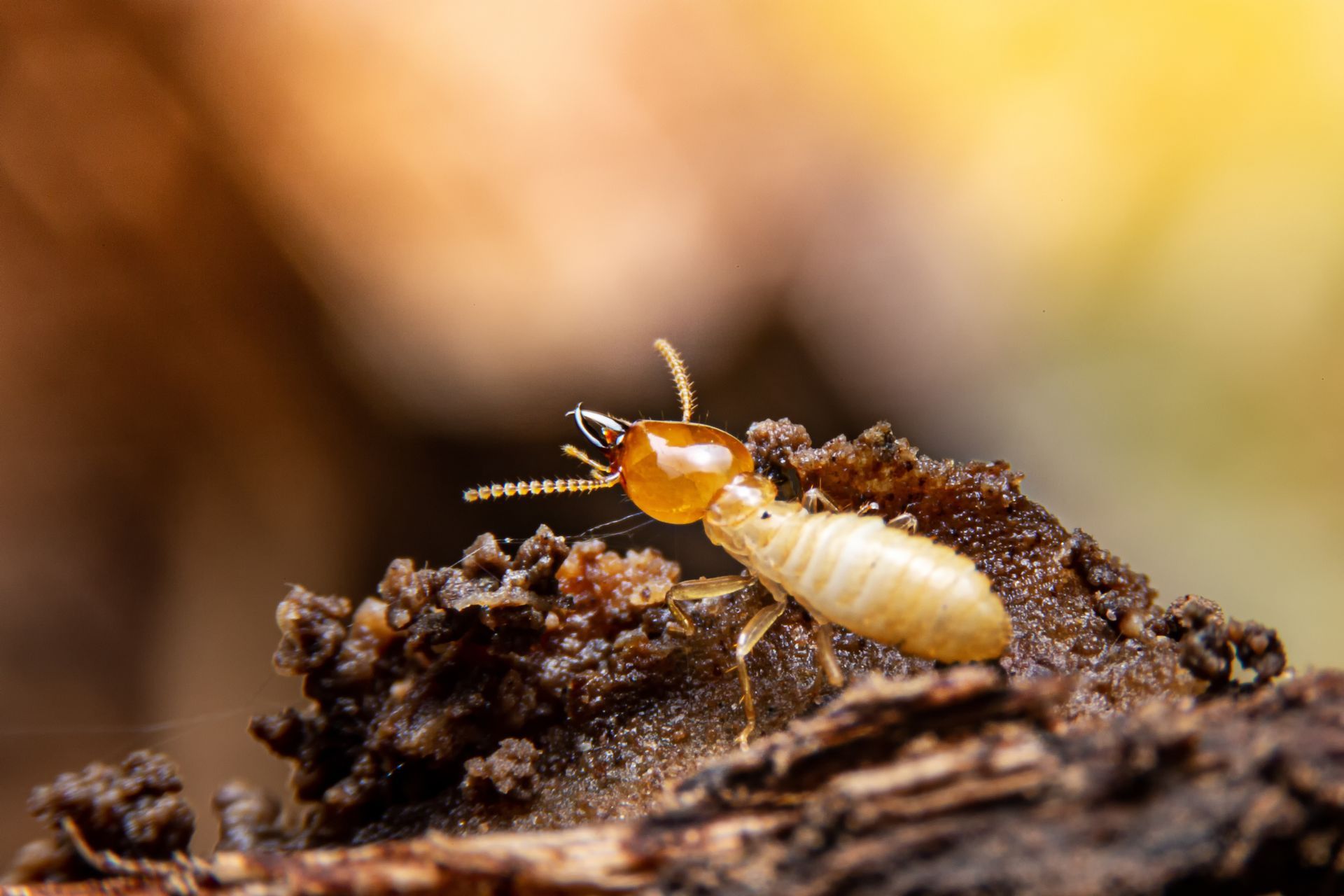 A termite with a light-colored, segmented body and a reddish-brown head crawling over textured, dark wood. A termite with a light-colored, segmented body and a reddish-brown head crawling over textured, dark wood.