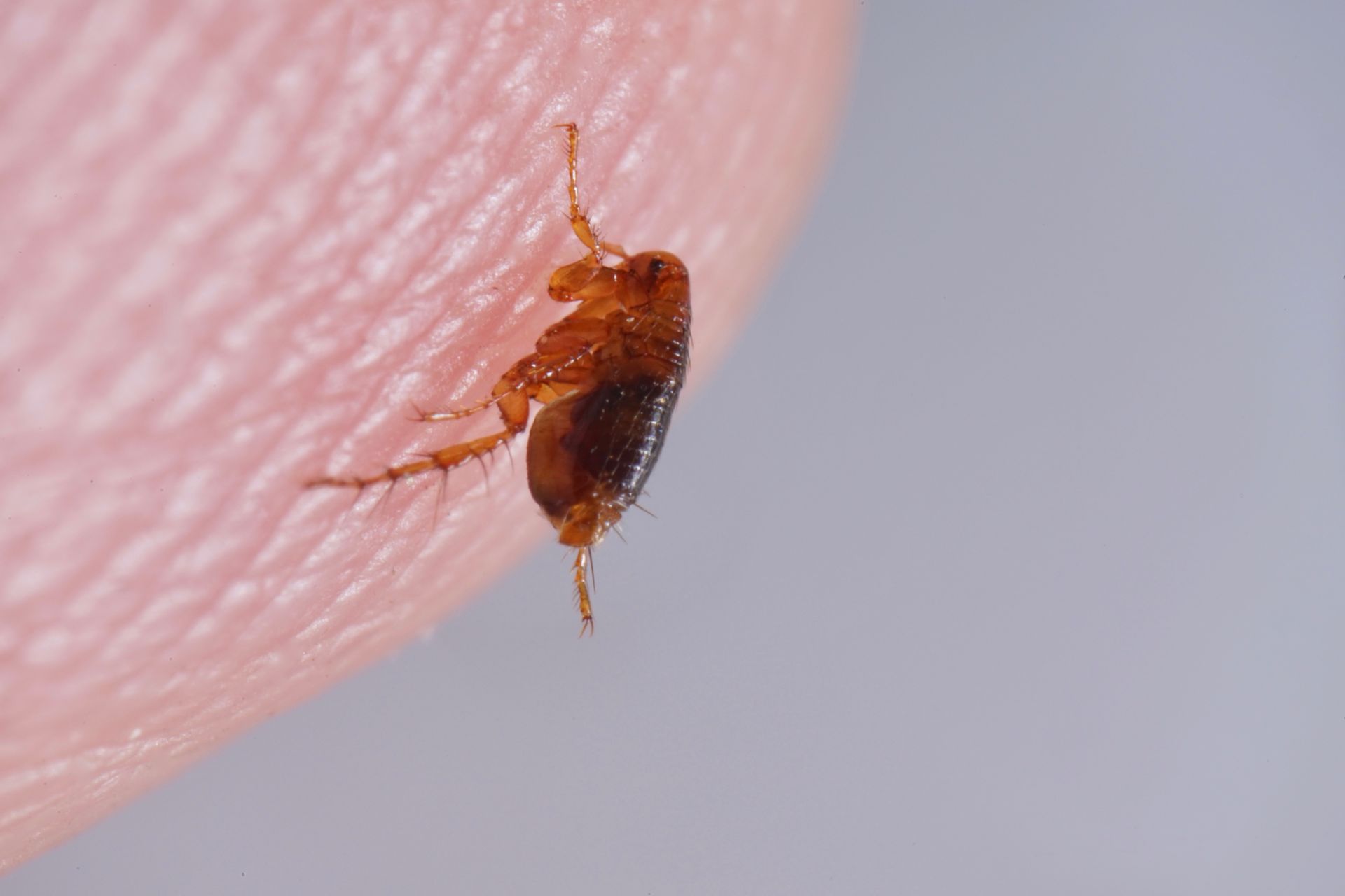A close-up, side profile of a small brown flea crawling on a human fingertip.