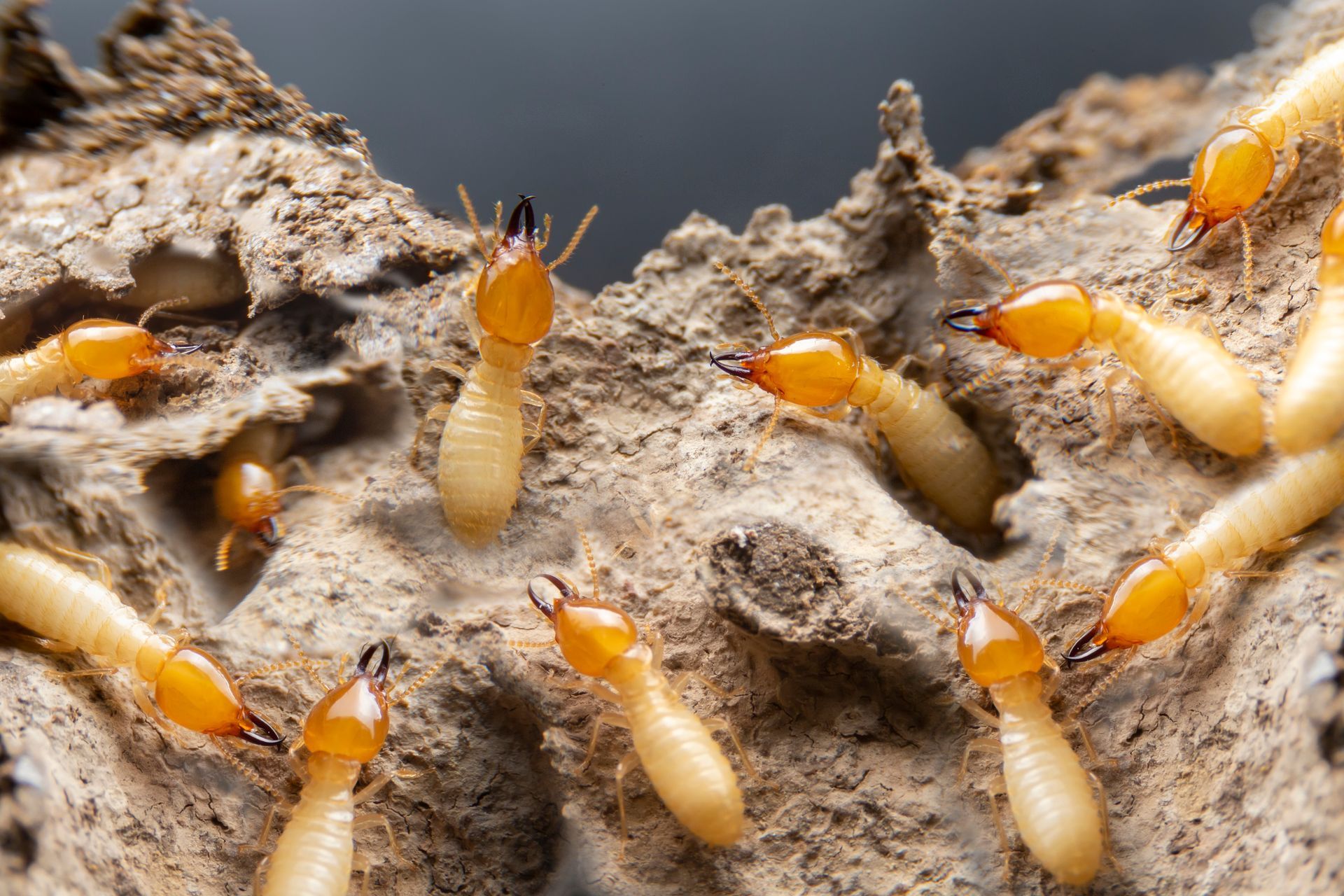 A group of termite soldier insects with distinct, orange-brown heads and cream-colored bodies crawling on textured wood. A group of termite soldier insects with distinct, orange-brown heads and cream-colored bodies crawling on textured wood.