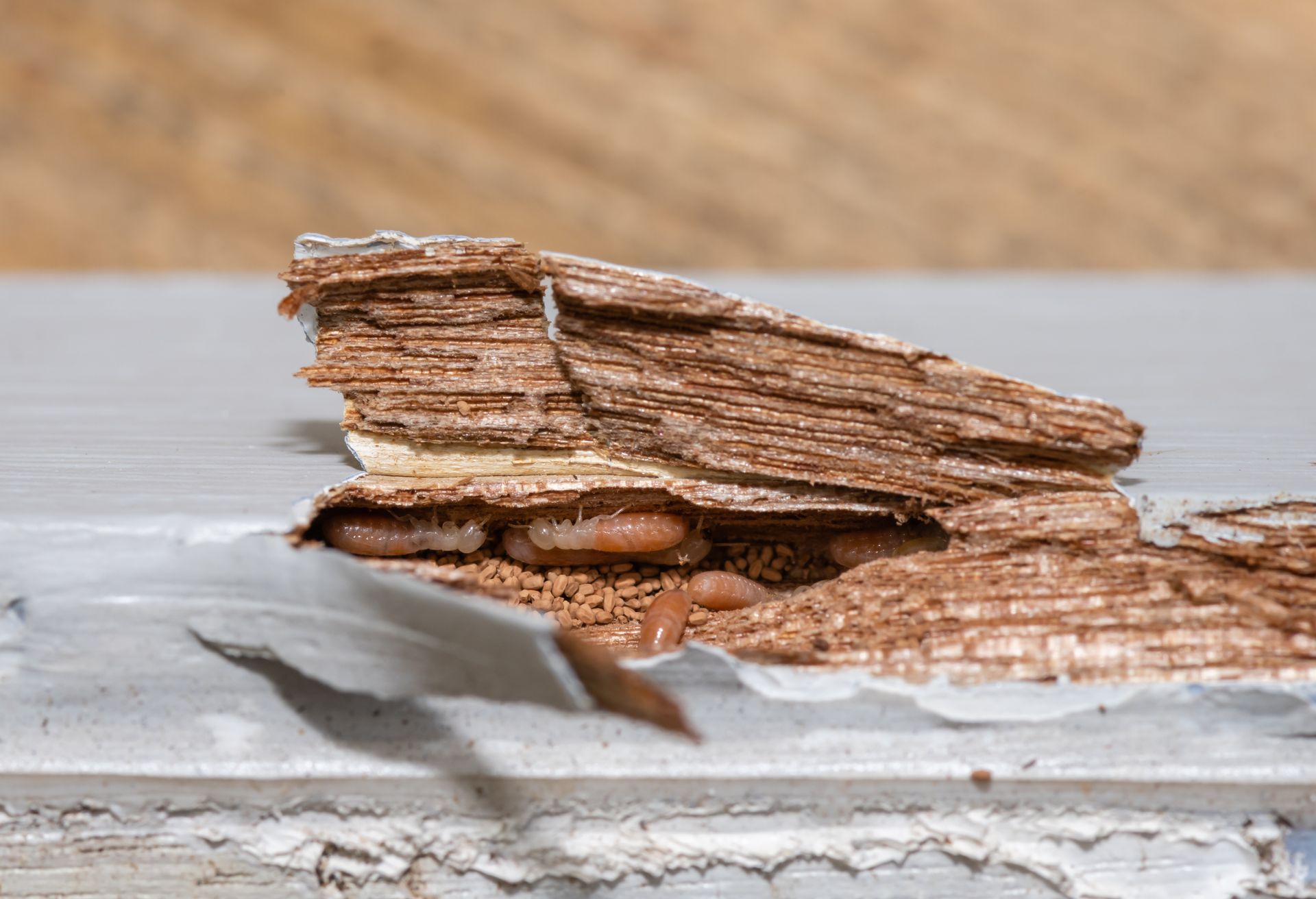 Close-up of termite larvae and wood damage inside a partially peeled, painted wooden structure. Close-up of termite larvae and wood damage inside a partially peeled, painted wooden structure.