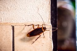 A brown cockroach with long antennae crawling on a light-colored tiled wall.