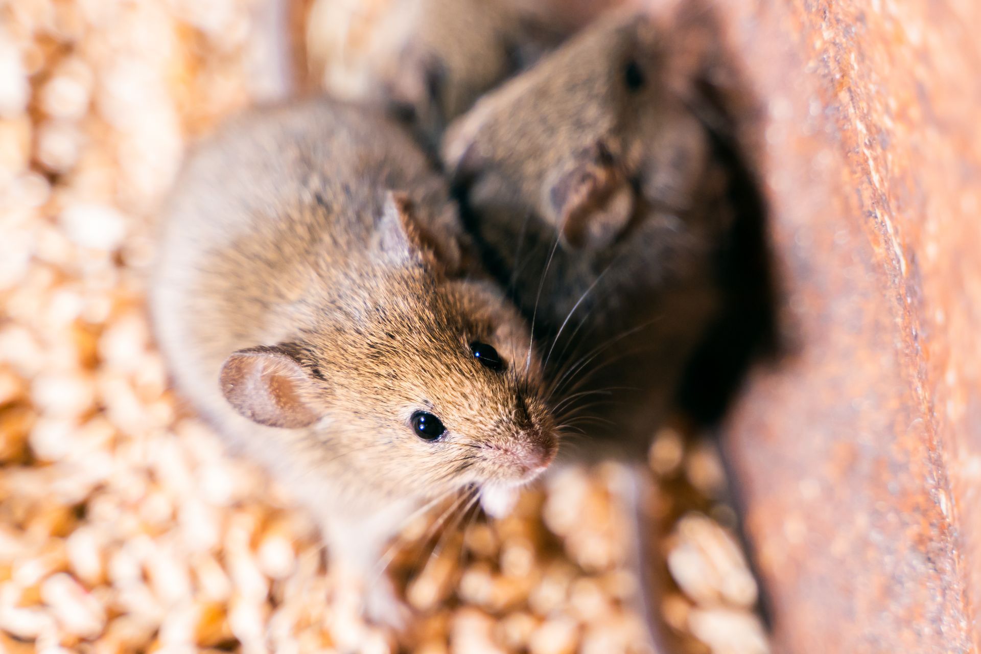 Two brown mice nestled together in a bed of wood shavings, looking upward.