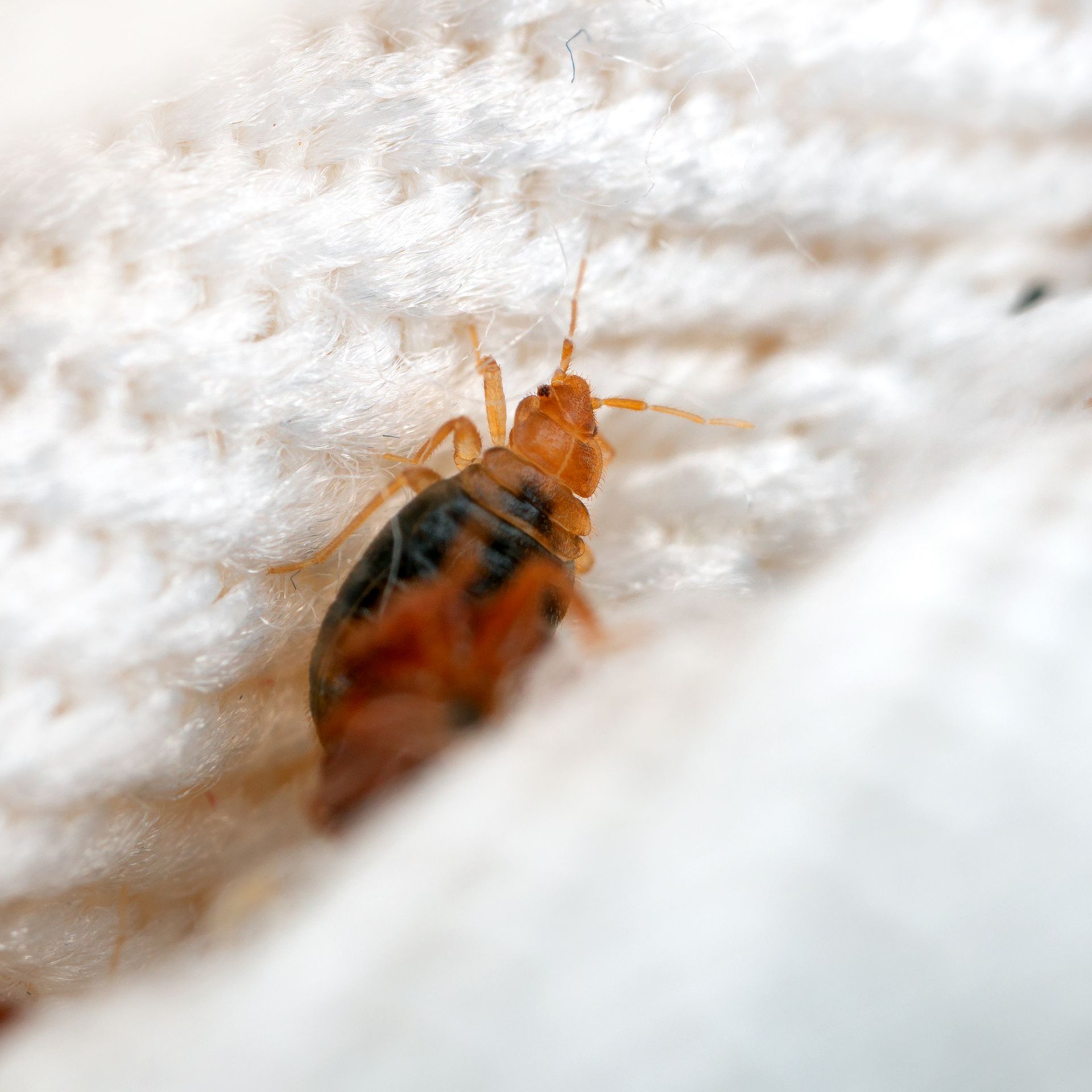 A reddish-brown, flat-bodied bed bug crawling on a textured white fabric surface. A reddish-brown, flat-bodied bed bug crawling on a textured white fabric surface.
