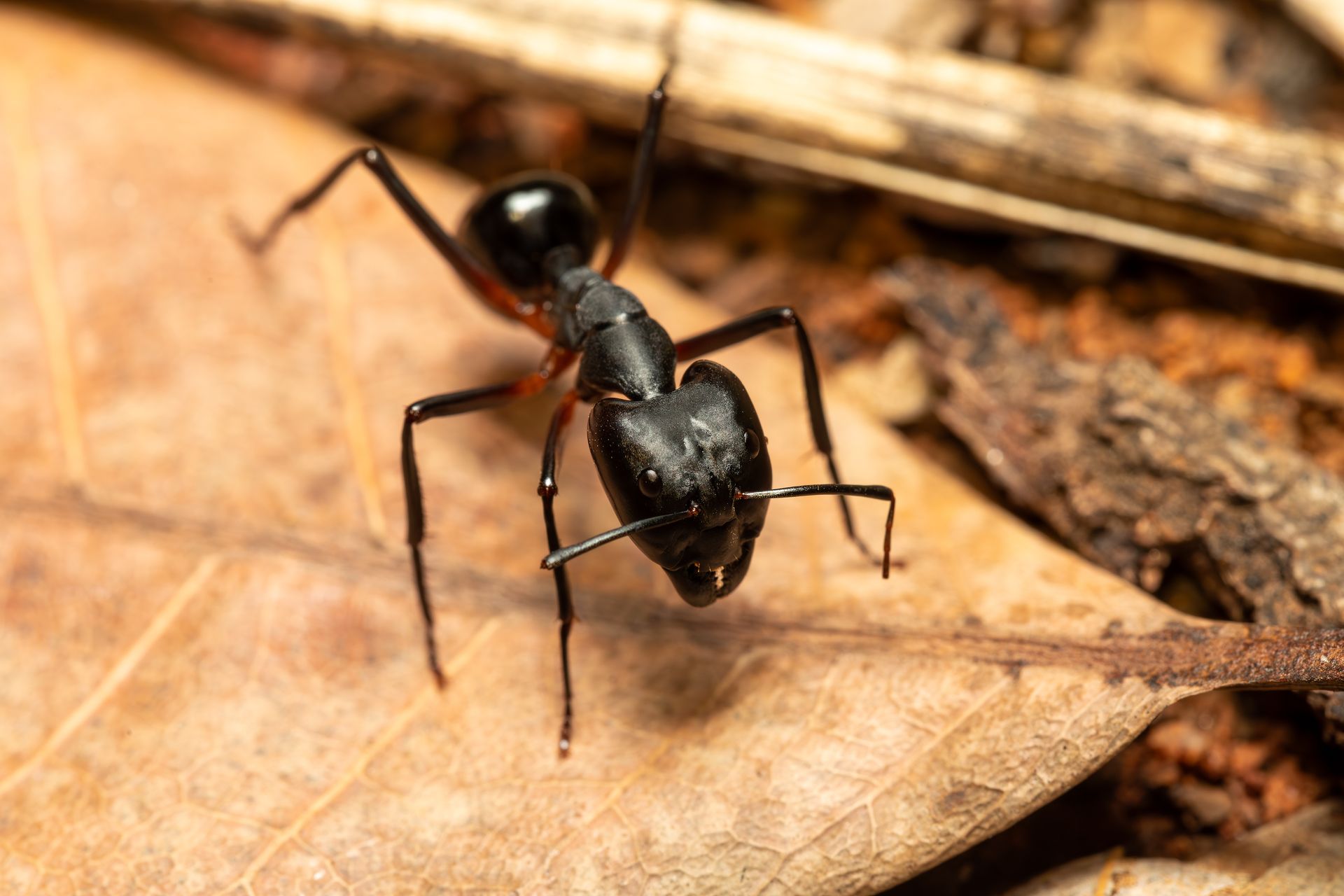 A close-up of a large black carpenter ant crawling on a dry, brown autumn leaf. A close-up of a large black carpenter ant crawling on a dry, brown autumn leaf.
