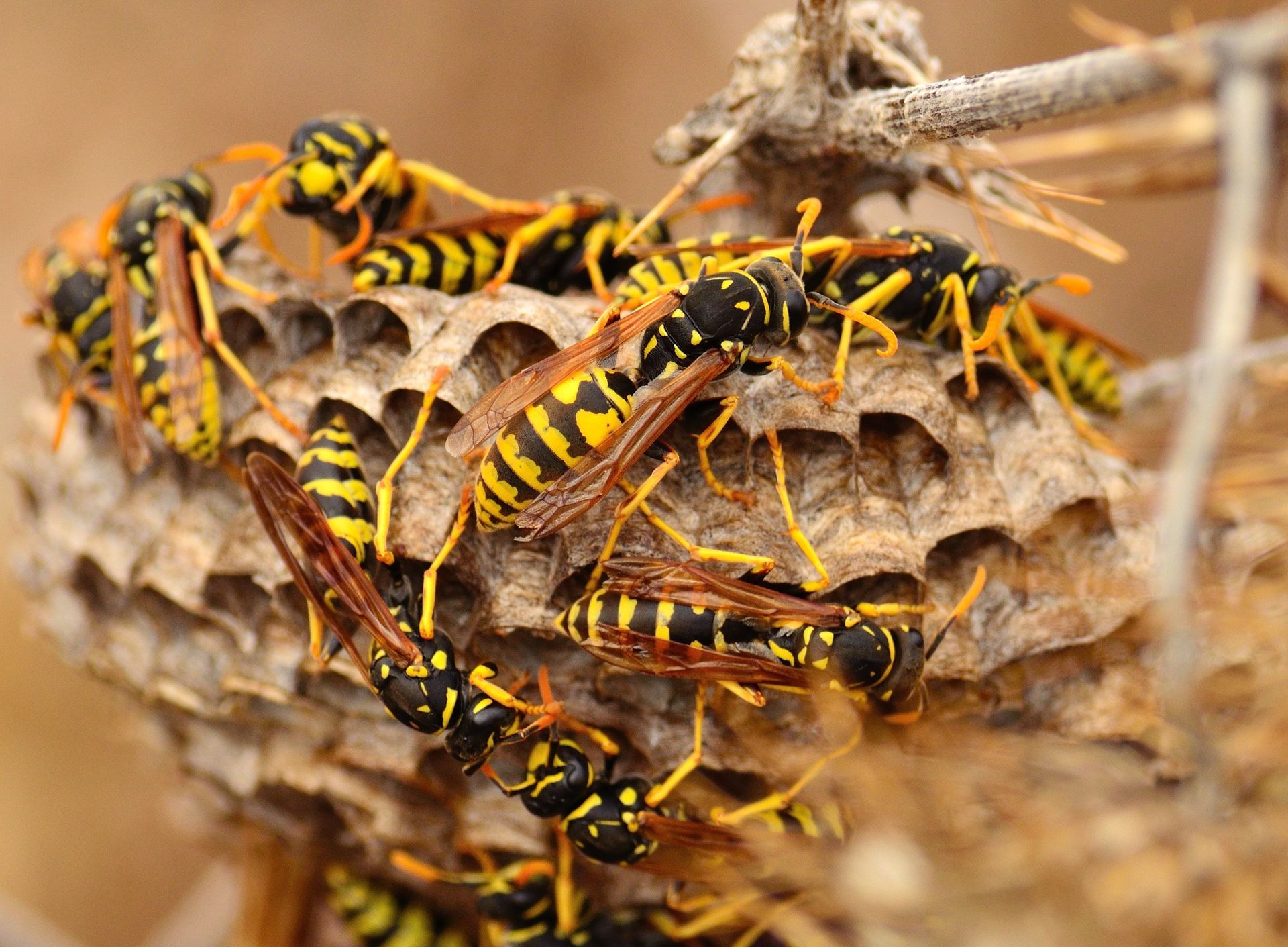 A cluster of yellow and black paper wasps tending to a papery, hexagonal nest attached to a dry plant stem.