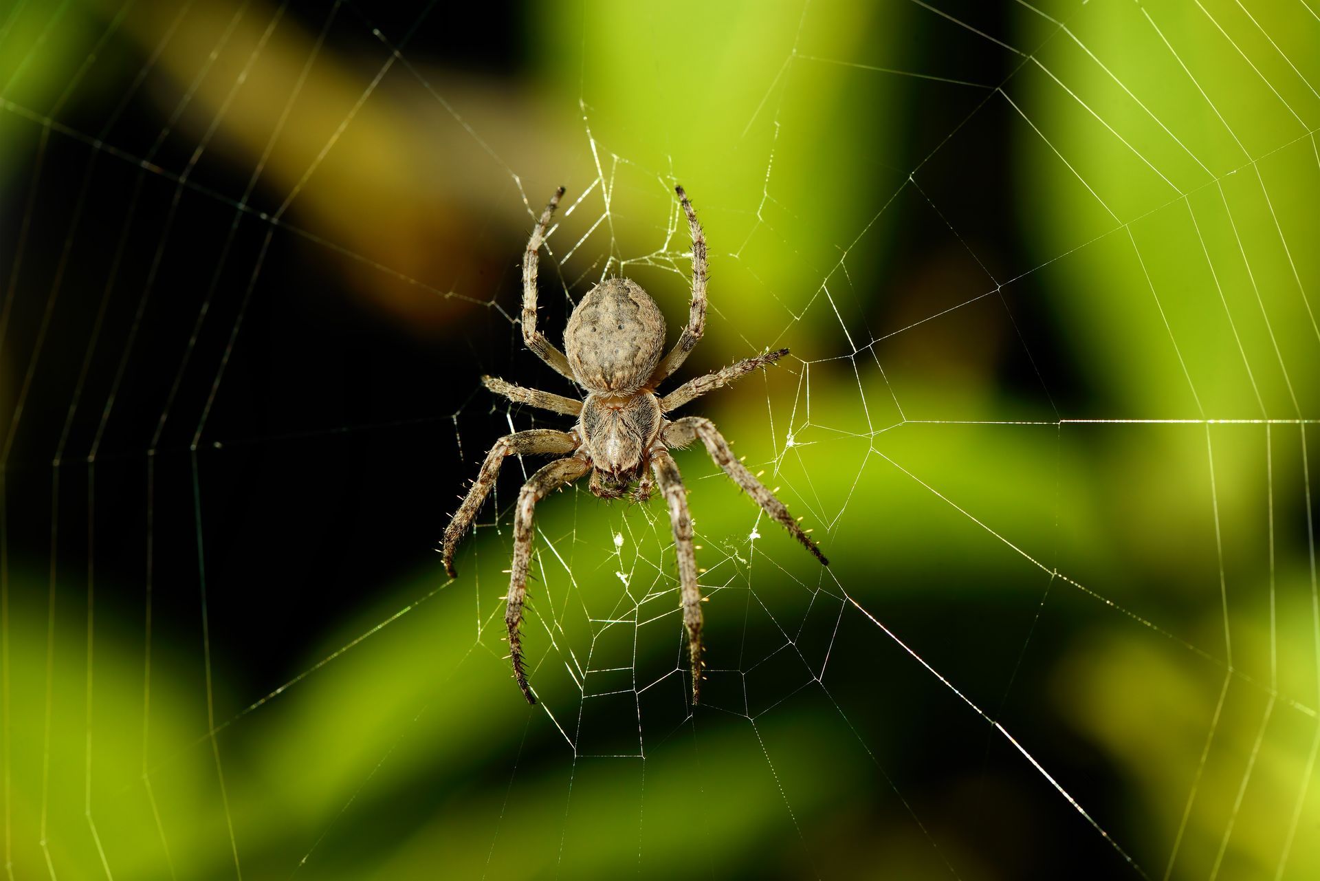 A brown garden spider sits in the center of its web against a blurred green and black background.