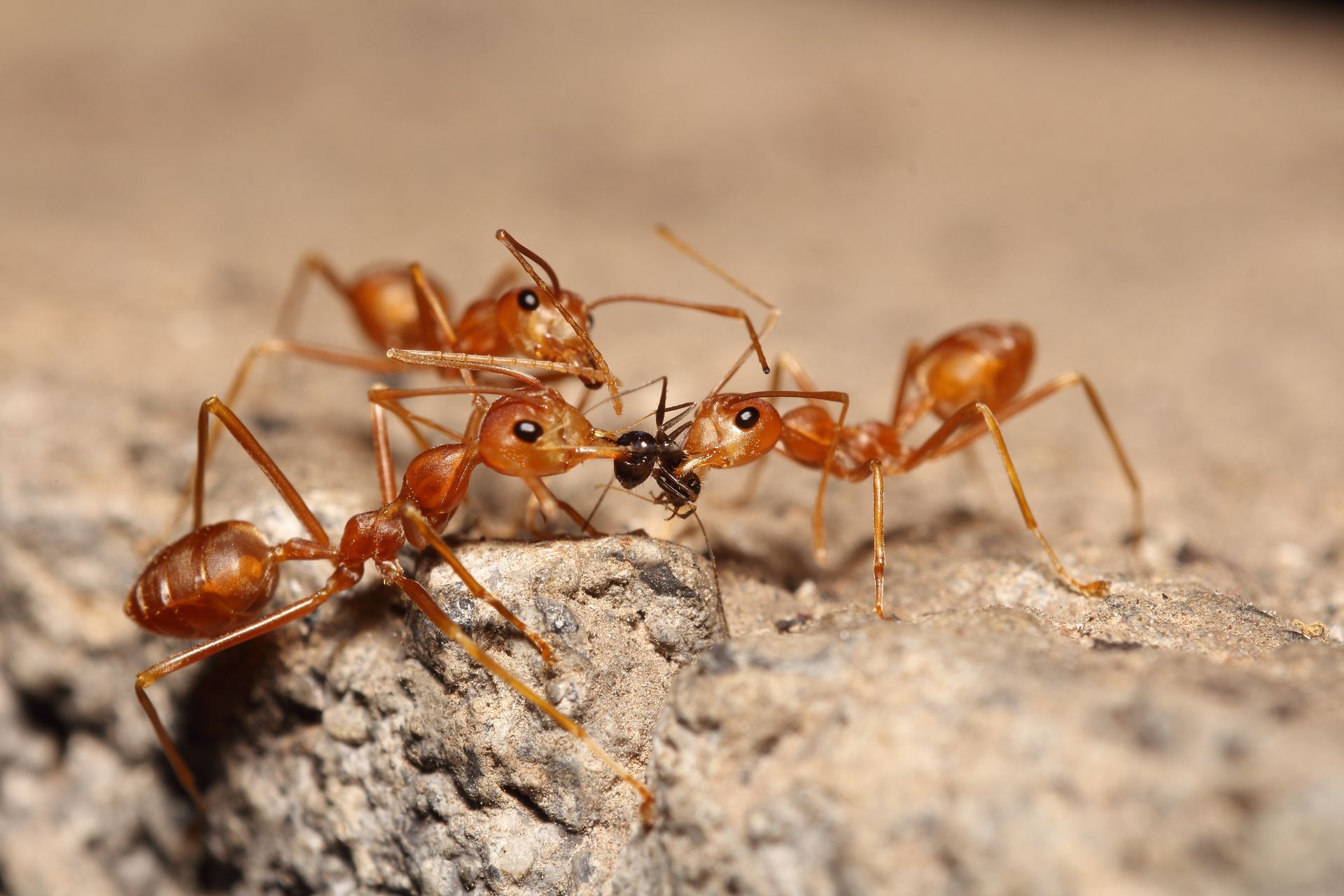 Three orange weaver ants cluster together on a rough, grey stone surface, interacting with a small dark object.