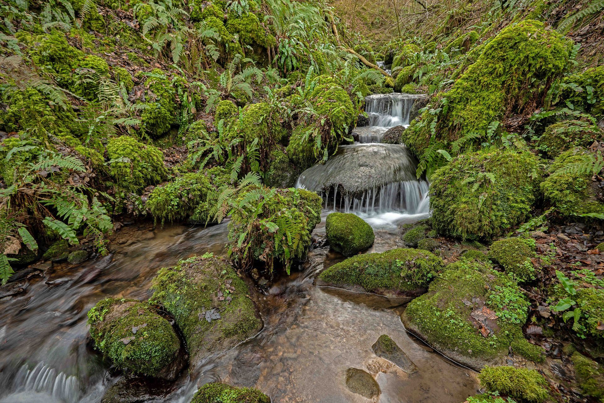 Mossy waterfall, Hackfall Woods, near Masham, North Yorkshire