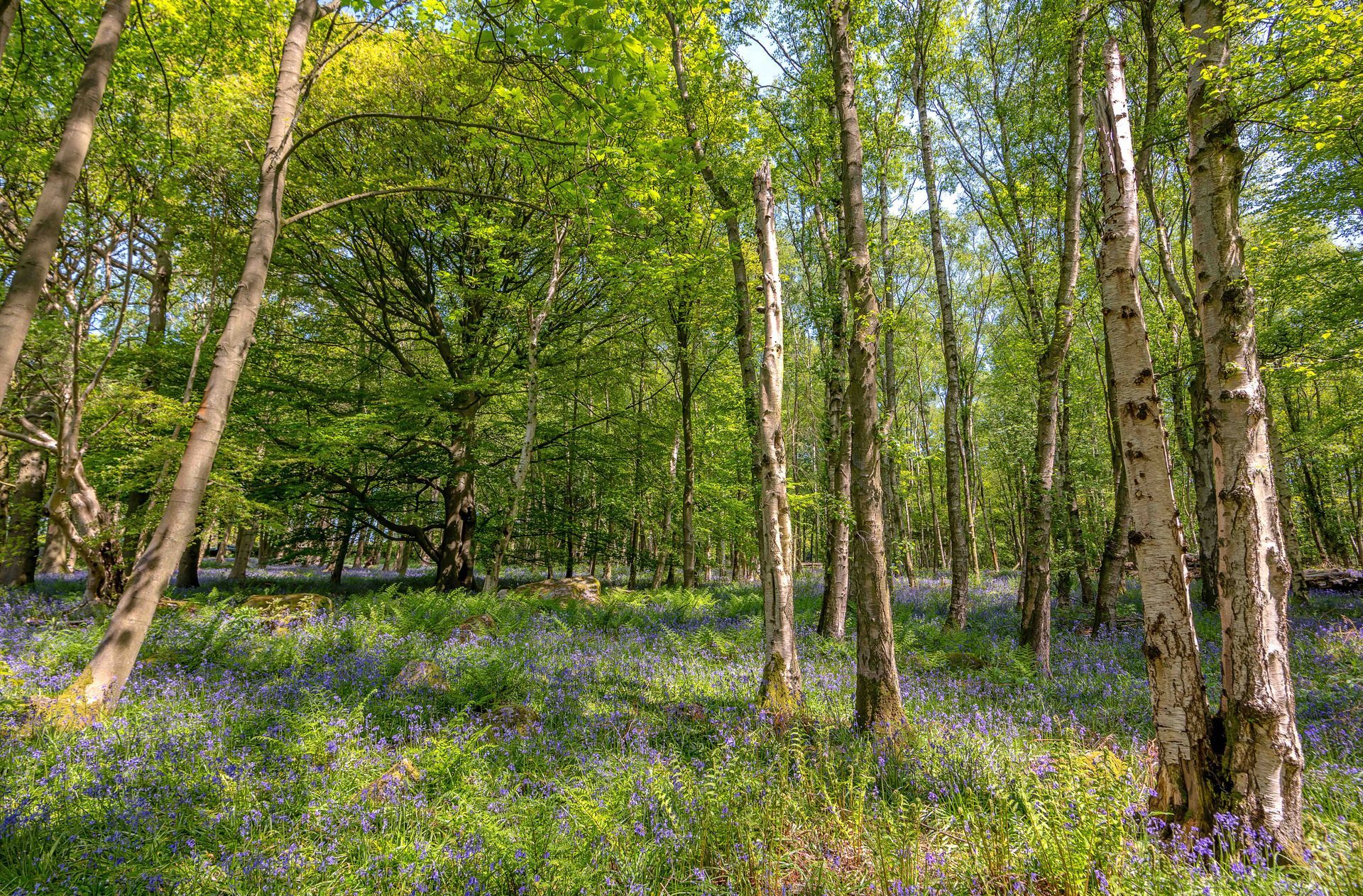 Bluebell woodland, Nidderdale