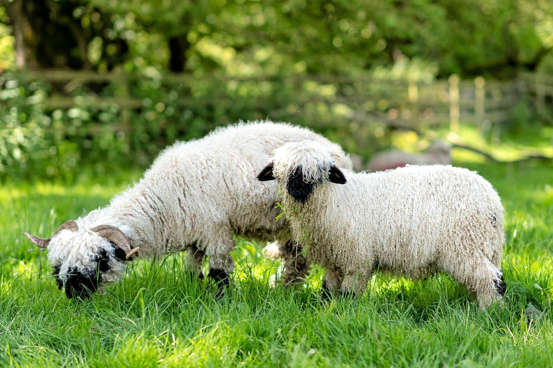 Valois ewe and lamb, Gaisgill near Kirby Stephen