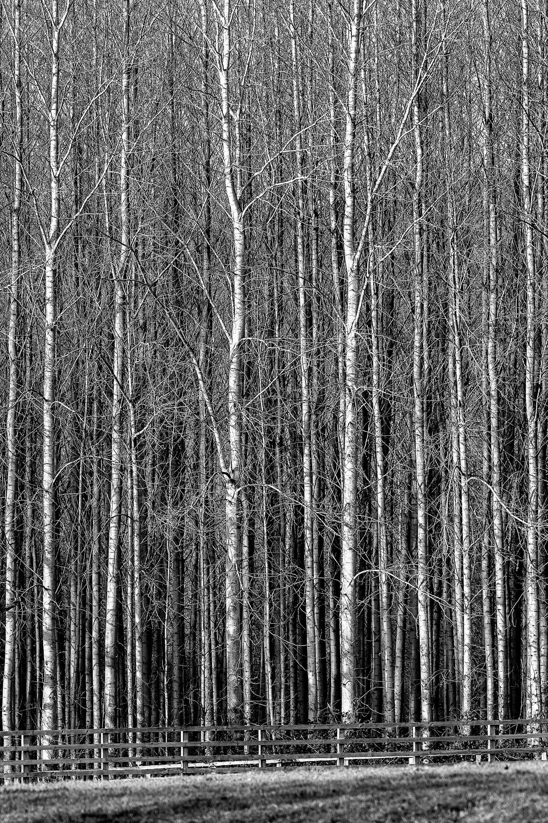 Stand of birch woodland in Nidderdle, Yorkshire Dales