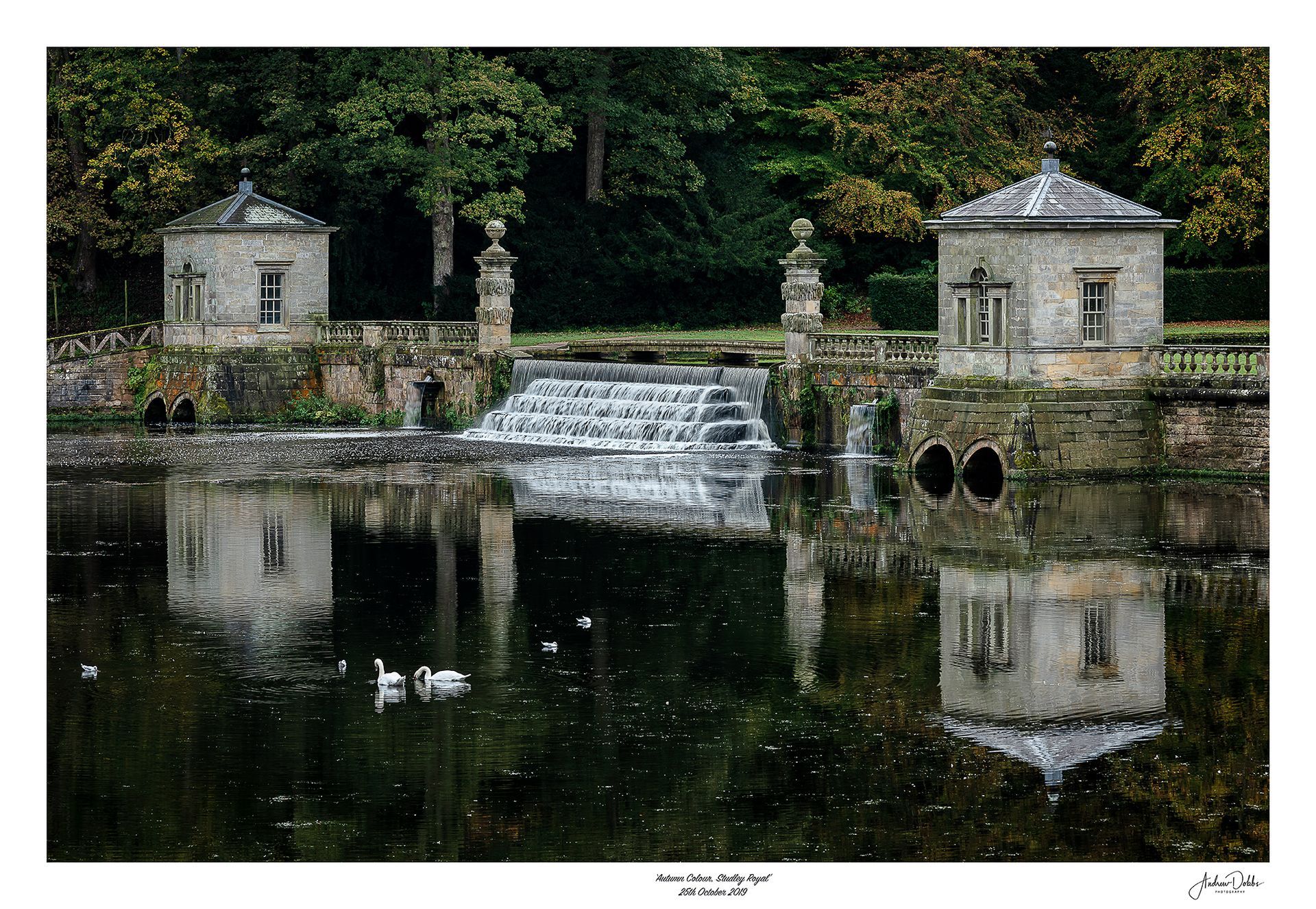 Reflections and swans in the lake at Studley Royal, Ripon, North Yorkshire