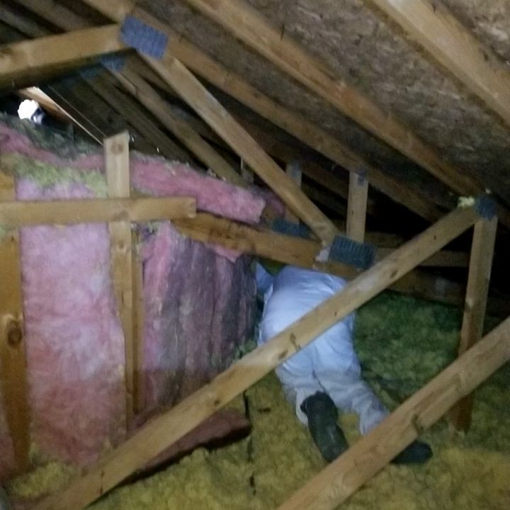 A man is crawling through an attic with pink insulation