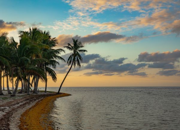 A beach with palm trees and a sunset in the background