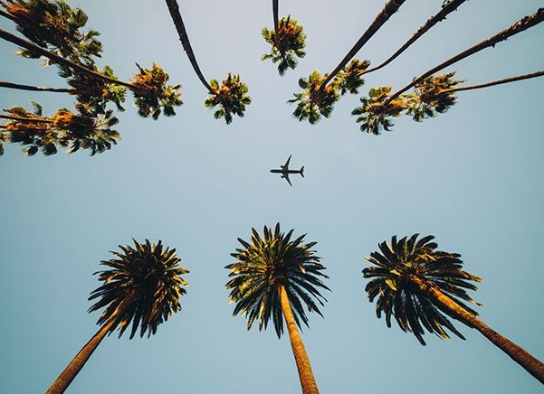 Looking up at a plane flying over palm trees