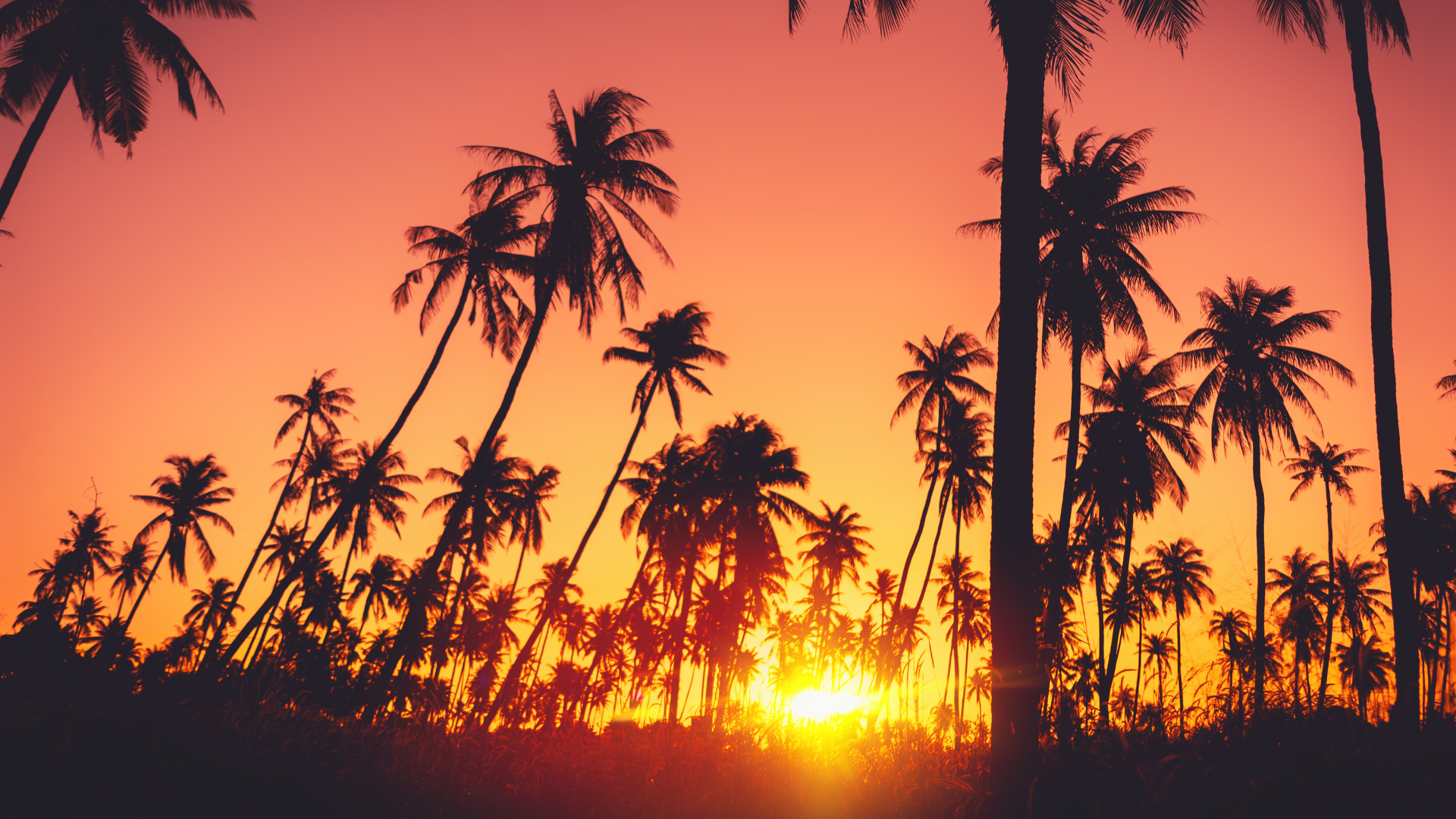 Tropical palm trees silhouetted against a vibrant sunset sky with warm golden sunlight and colorful