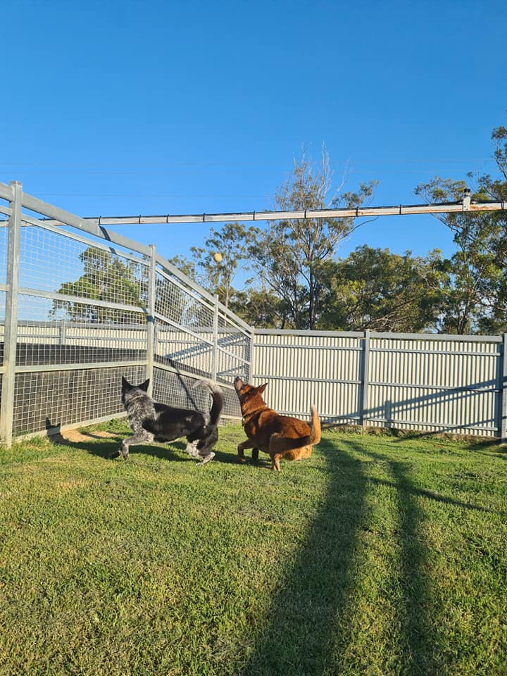 Dogs chasing a ball - Pet Boarding House in Gladstone